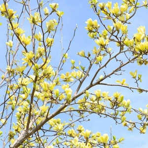 Butterflies Magnolia