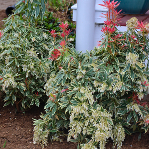 Flaming Silver Pieris