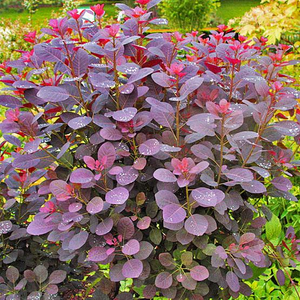 Royal Purple Smoke Tree