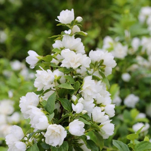 Snowbelle Mock Orange