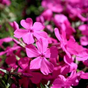 Drummond’s Pink Creeping Phlox