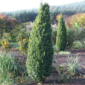 Green Pillar Boxwood