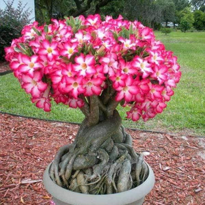 Adenium obesum (Desert Rose Plant)