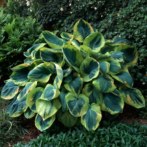 Frances Williams Hosta