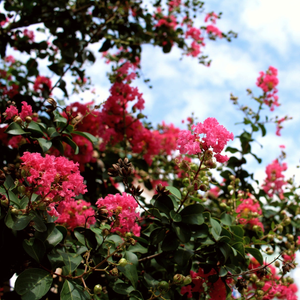 Cherry Dazzle Crape Myrtle