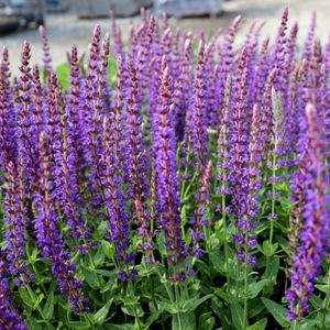 East Friesland Salvia