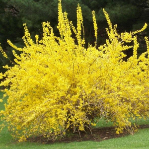 Spring Glory Forsythia