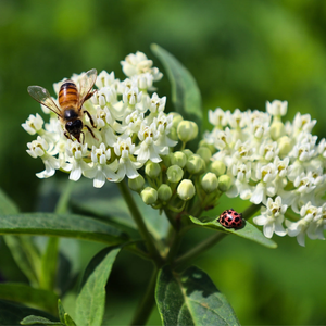Ice Ballet Swamp Milkweed