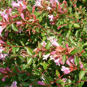 Edward Goucher Abelia