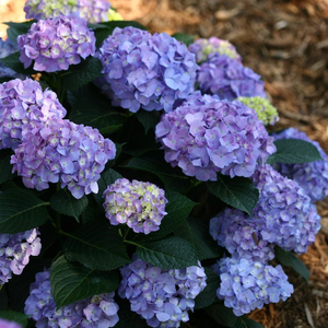 Blue Jangles® Reblooming Hydrangea