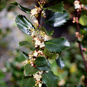 Blue Prince Holly