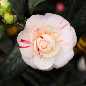 April Dawn Camellia