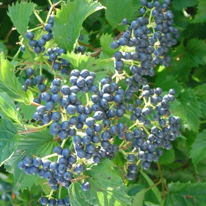 Arrowwood Viburnum