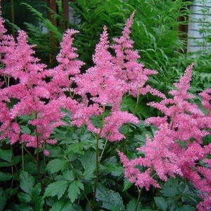 Rheinland Astilbe