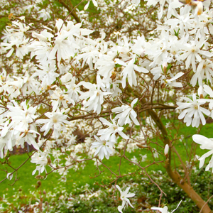 Royal Star Magnolia