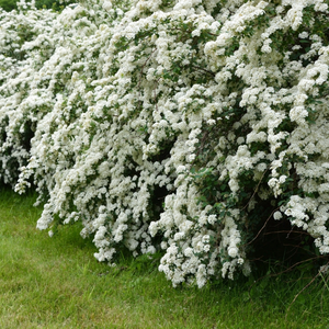 Bridal Wreath Spirea
