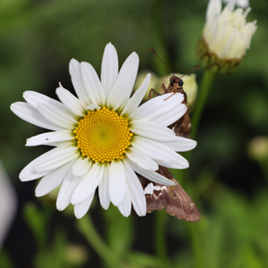 Becky Shasta Daisy