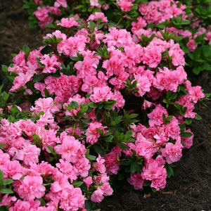Bloom-A-Thon® Pink Double Azalea