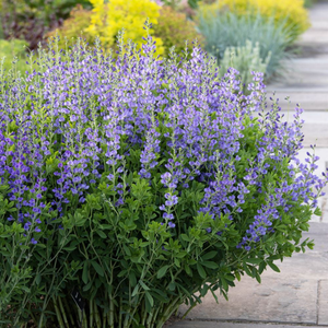 Blue False Indigo