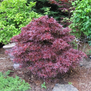 Shaina Japanese Maple