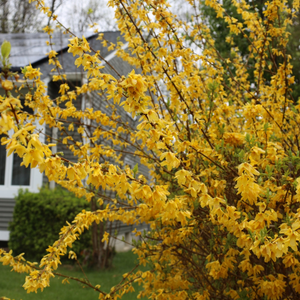 Lynwood Gold Forsythia