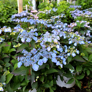 Tiny Tuff Stuff™ Hydrangea