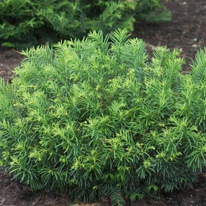 Duke Gardens Plum Yew