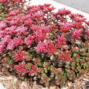 Fuldaglut Sedum