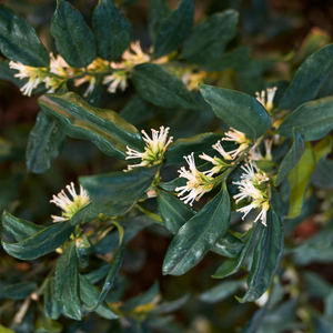 Sarcococca Hookeriana