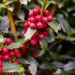 Christmas Jewel® Holly