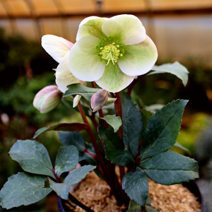 Ivory Prince Hellebore