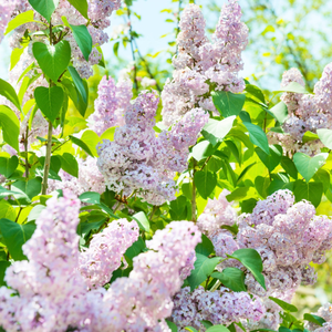 Beauty of Moscow Lilac