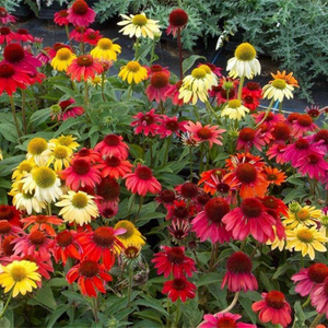 Echinacea Cheyenne Spirit