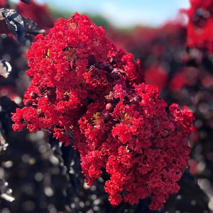 Double Dynamite® Crape Myrtle