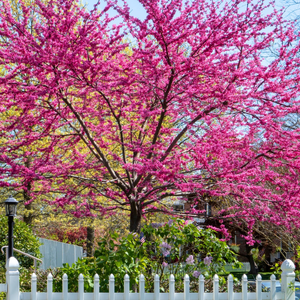 Merlot Redbud