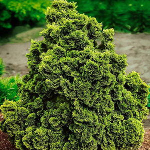 Golden Dwarf Hinoki Cypress