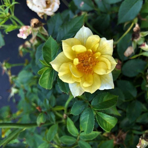 Lemon Drift® Rose
