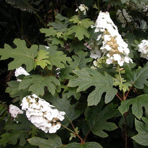 Snow Queen Oakleaf Hydrangea