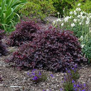 Purple Pixie® Loropetalum