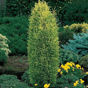 Gold Cone Juniper