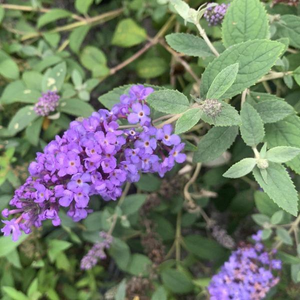 Flutterby Petite® Blue Heaven Butterfly Bush