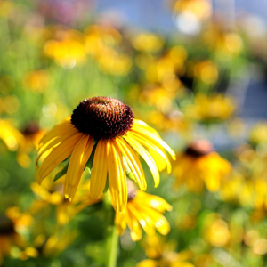 Viette’s Little Suzy Black Eyed Susan