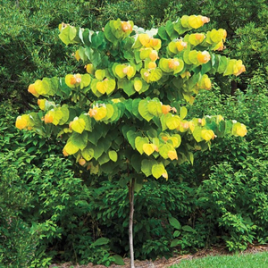 Rising Sun Redbud
