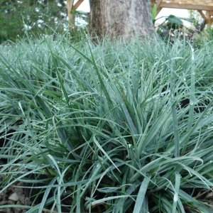Carex flacca ‘Blue Zinger’