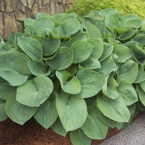 Elegans Hosta