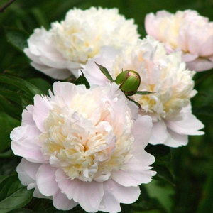Shirley Temple Peony