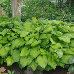 Guacamole Hosta