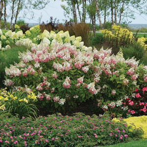 Pinky Winky® Hydrangea