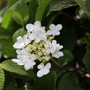 Shasta Viburnum