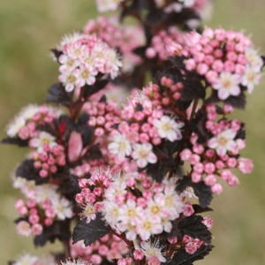 Tiny Wine® Ninebark